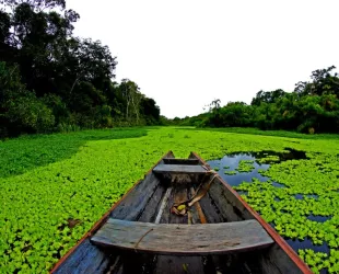 Amazonas Amazonas