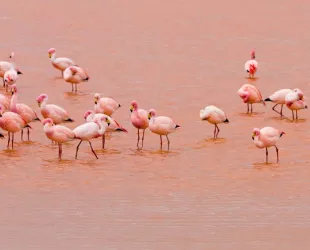 Flamencos en el Parque Natural de las Lagunas de Torrevieja y La Mata 