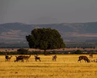 Parque Nacional de Cabañeros, Castilla-La Mancha