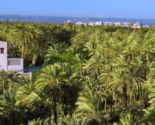 Palmeral de Elche // Credito: valencia.bonita