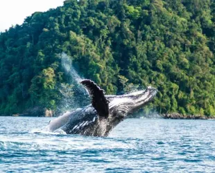Ballenas Jorobadas Ballenas Jorobadas