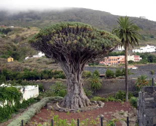 Drago milenario en Canarias 