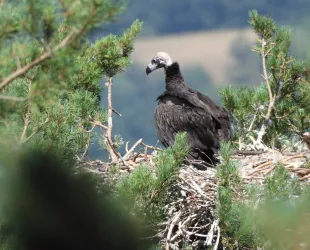 Buitres negros en La Sierra de la Demanda // Crédito: elmundoecologico