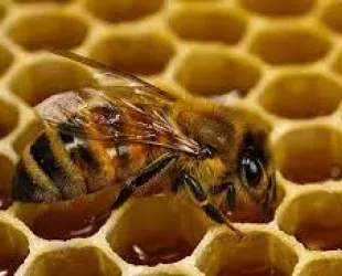 Superalimento para abejas en Bogotá // Crédito: cursodeapicultura.info