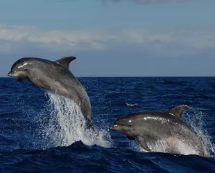  Delfines mulares en Canarias // Crédito: gomeravive