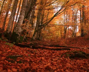 Selva de Irati, Navarra // Crédito: diariodelviajero.com