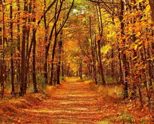 Los mejores bosques de España par visitar en otoño