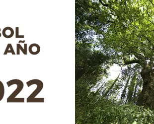 El carballo de Conxo, segundo en el concurso el Árbol Europeo del año 2022 El carballo de Conxo, segundo en el concurso el Árbol Europeo del año 2022