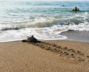 Marcaje y liberación de tortuga boba en una playa de Marbella. Foto: Life Intemares Marcaje y liberación de tortuga boba en una playa de Marbella. Foto: Life Intemares
