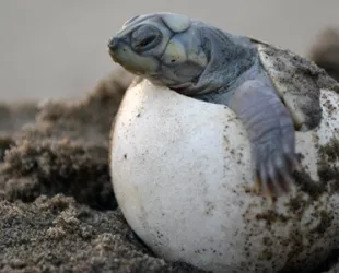 Huevos de tortuga en el amazonas de Ecuador // Crédito: omacha.org Huevos de tortuga en el amazonas de Ecuador // Crédito: omacha.org
