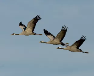 Extremadura sigue siendo el ‘hogar preferido' de las grullas