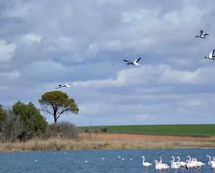 Laguna de Navaseca en Daimiel // Crédito:daimiel.es Laguna de Navaseca en Daimiel // Crédito:daimiel.es