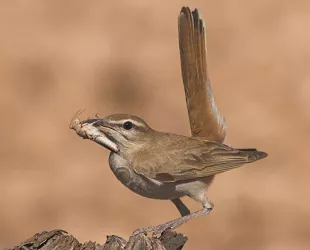 Alzacola rojizo, ave 2022 por SEO/BirdLife // Crédito: seo.org Alzacola rojizo, ave 2022 por SEO/BirdLife // Crédito: seo.org