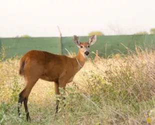 El ciervo vuelve al Chaco argentino tras un siglo // Crédito: Fundación Rewilding Argentina El ciervo vuelve al Chaco argentino tras un siglo // Crédito: Fundación Rewilding Argentina