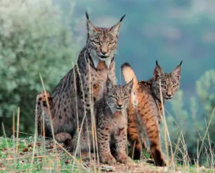Lince Ibérico en Sierra Morena // Crédito: sierradeandujar