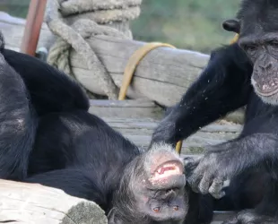 Chimpancés de la Fundación MONA // Crédito: fundacionmona