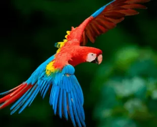 Tráfico ilegal de aves silvestres en Venezuela // Crédito: versionfinal