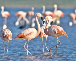 Reserva Nacional de Ansenuza // Crédito: lavoz.com.ar Reserva Nacional de Ansenuza // Crédito: lavoz.com.ar