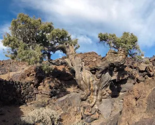 El Cedro del Parque Nacional del Teide, árbol más viejo de la Unión Europea // Crédito: infoagro