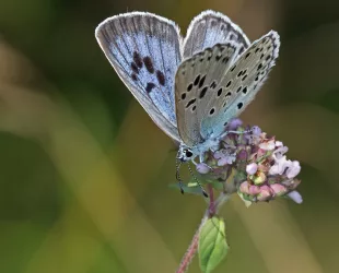 'Hormiguera de lunares', mariposa 2022 // Crédito: naturalista.mx
