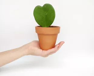Lo que las plantas ya no se callan