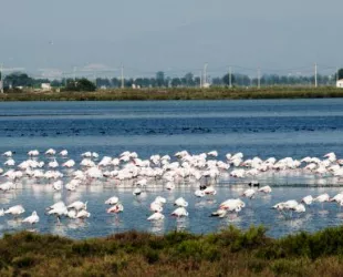 Aves acuáticas en el Delta del Ebro // Crédito: cincodias Aves acuáticas en el Delta del Ebro // Crédito: cincodias