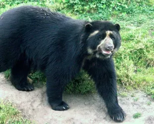 Oso andino de los Alpes de Colombia // Crédito: wikipedia Oso andino de los Alpes de Colombia // Crédito: wikipedia