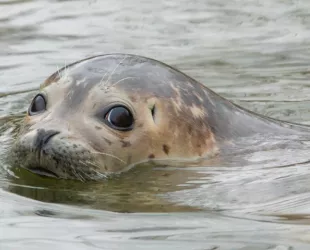 Ejemplar de Foca Gris