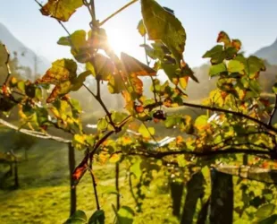 El Parlamento Europeo aprueba la Ley de Restauración de la Naturaleza