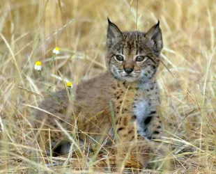 Cachorros de lince ibérico 