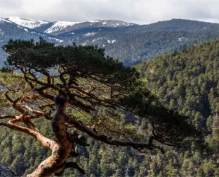 El Pinar de los Belgas: Pasado, presente y futuro // Crédito: maderasostenible El Pinar de los Belgas: Pasado, presente y futuro // Crédito: maderasostenible